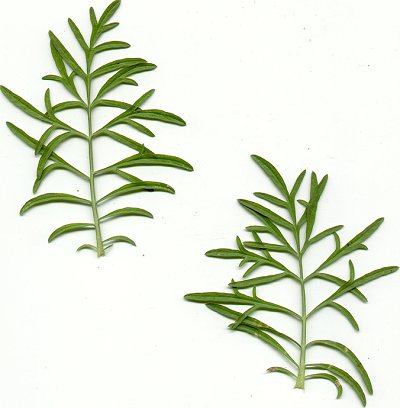 Ratibida_columnifera_leaves.jpg