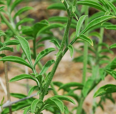 Ratibida_columnifera_leaves1.jpg