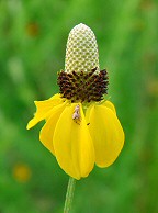 Ratibida columnifera thumbnail