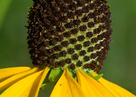 Ratibida_pinnata_florets.jpg