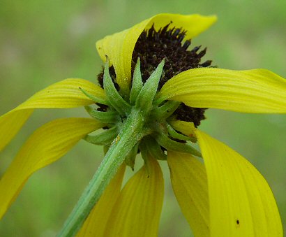 Ratibida_pinnata_involucre.jpg