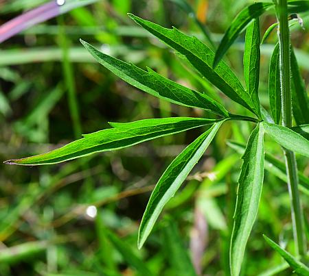 Ratibida_pinnata_leaf1.jpg