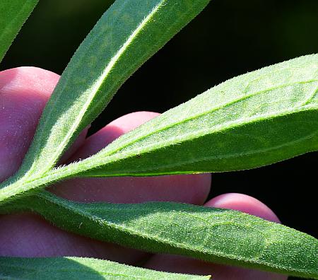 Ratibida_pinnata_leaf2.jpg