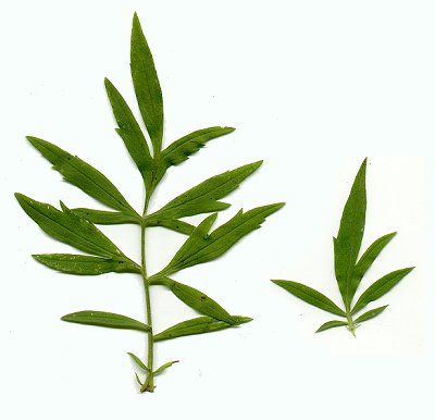 Ratibida_pinnata_leaves.jpg