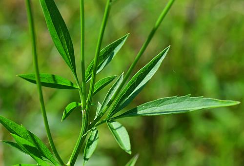 Ratibida_pinnata_leaves1.jpg