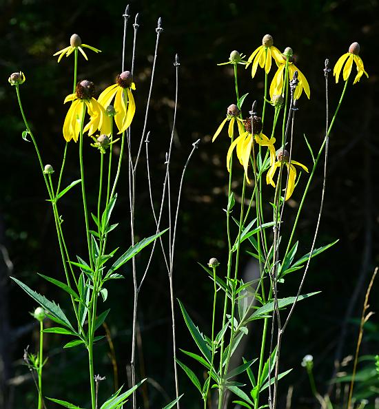 Ratibida_pinnata_plant.jpg