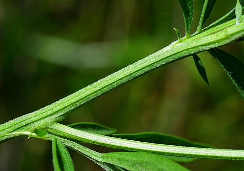 Ratibida_pinnata_stem.jpg