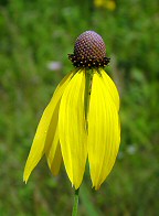 Ratibida pinnata thumbnail