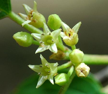 Rhamnus_caroliniana_flowers.jpg