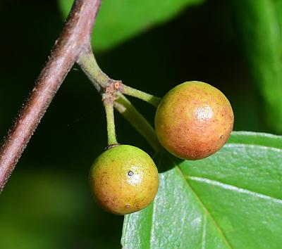 Rhamnus_caroliniana_fruits1.jpg