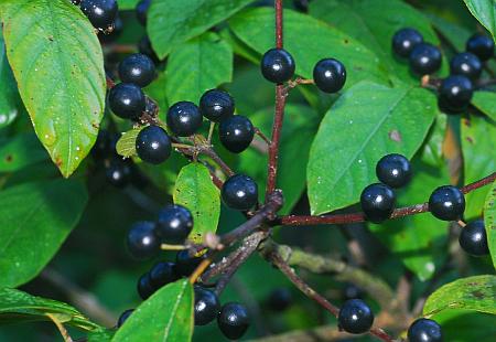 Rhamnus_caroliniana_fruits2.jpg