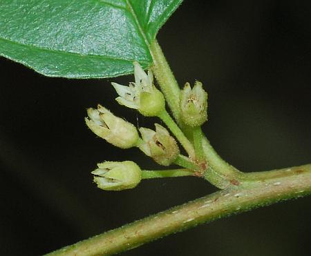 Rhamnus_caroliniana_inflorescence.jpg