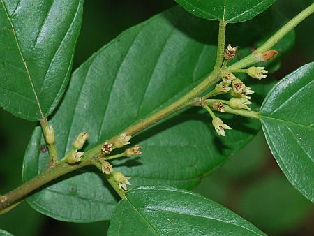 Rhamnus_caroliniana_inflorescences.jpg