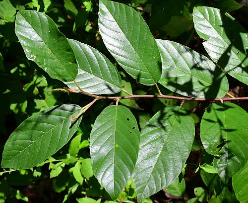 Rhamnus_caroliniana_leaves1.jpg