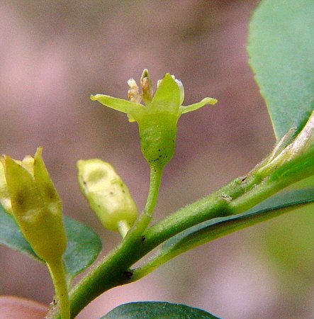 Rhamnus_lanceolata_calyx.jpg