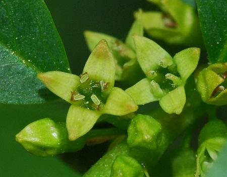 Rhamnus_lanceolata_corollas.jpg