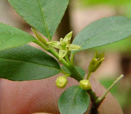 Rhamnus_lanceolata_flower.jpg