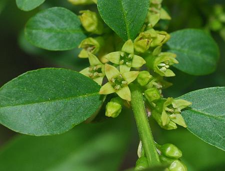 Rhamnus_lanceolata_flowers.jpg