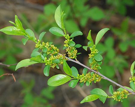 Rhamnus_lanceolata_inflorescence.jpg