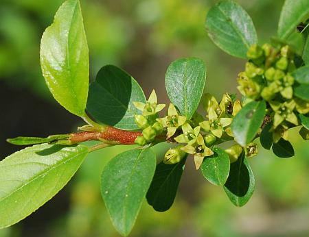 Rhamnus_lanceolata_inflorescence2.jpg