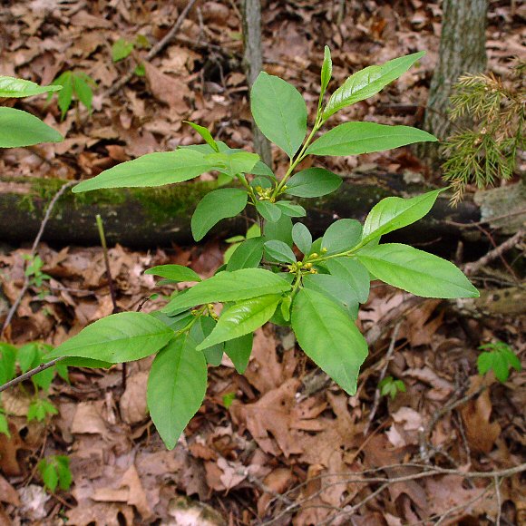 Rhamnus_lanceolata_plant.jpg