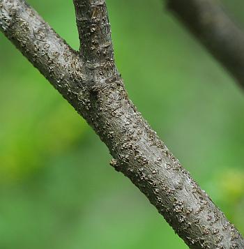 Rhamnus_lanceolata_stem.jpg