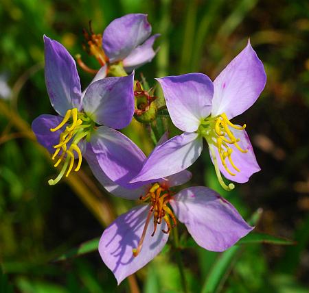 Rhexia_mariana_flowers.jpg