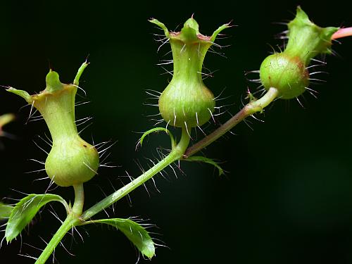 Rhexia_mariana_fruits.jpg