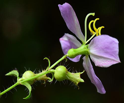 Rhexia_mariana_hypanthium.jpg