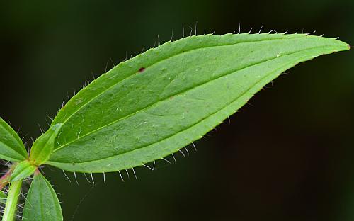 Rhexia_mariana_leaf1.jpg