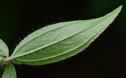 Rhexia_mariana_leaf2.jpg