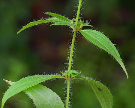 Rhexia_mariana_leaves.jpg