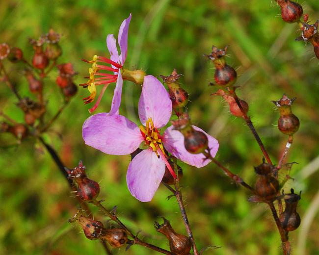 Rhexia_mariana_plant.jpg