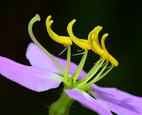 Rhexia_mariana_stamens.jpg