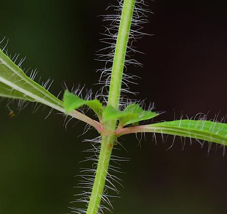 Rhexia_mariana_stem.jpg