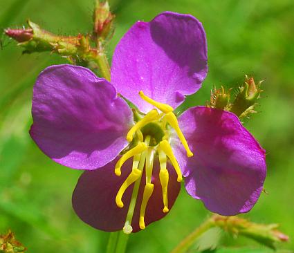 Rhexia_virginica_flower.jpg