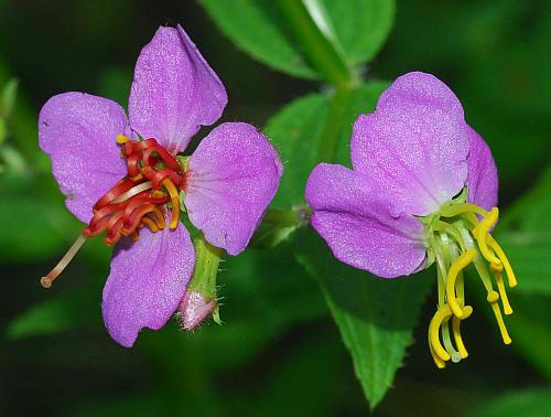 Rhexia_virginica_flowers.jpg