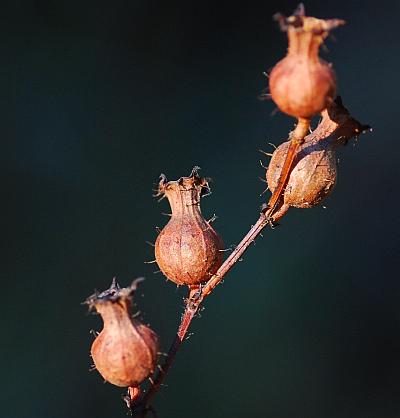 Rhexia_virginica_fruits.jpg