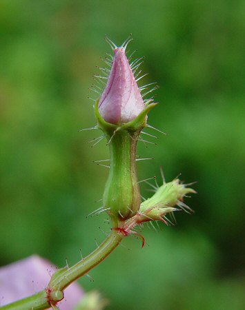 Rhexia_virginica_hypanthium.jpg