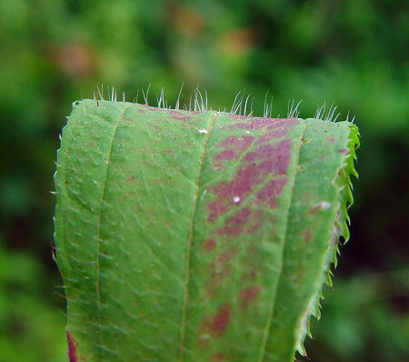 Rhexia_virginica_leaf1.jpg