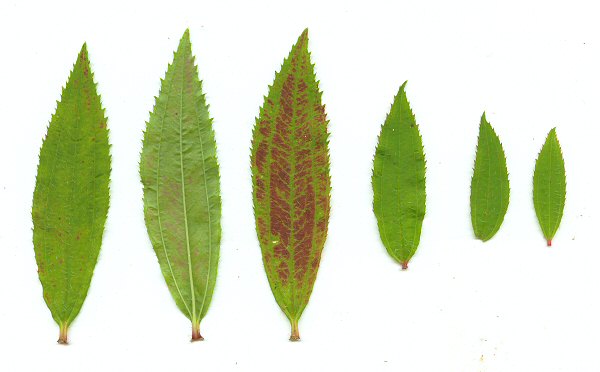 Rhexia_virginica_leaves.jpg