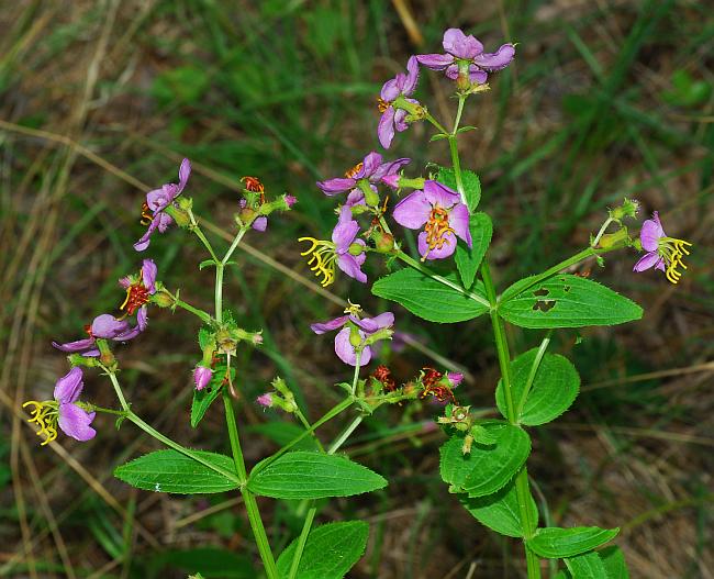 Rhexia_virginica_plant.jpg