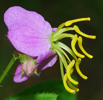 Rhexia_virginica_stamens.jpg