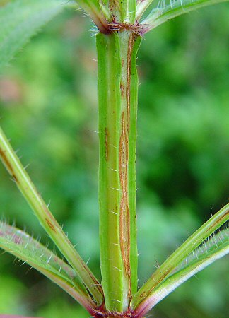 Rhexia_virginica_stem.jpg