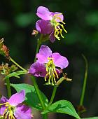 Rhexia virginica thumbnail