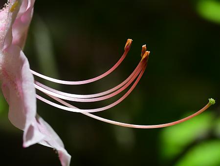 Rhododendron_prinophyllum_functional.jpg