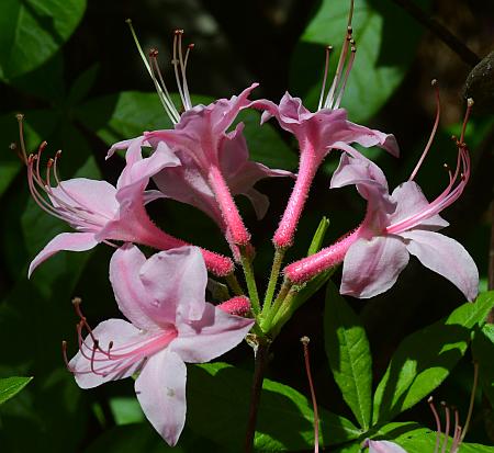 Rhododendron_prinophyllum_inflorescence1.jpg