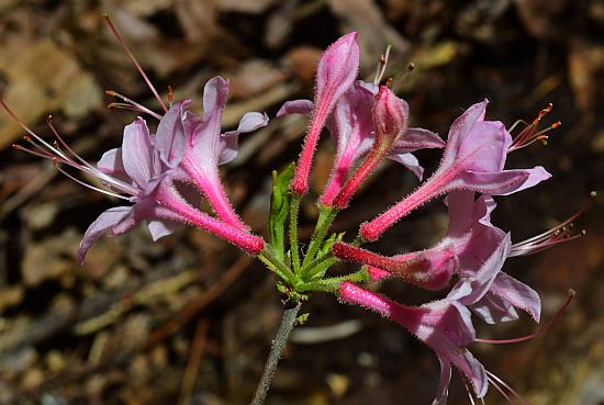 Rhododendron_prinophyllum_inflorescence2.jpg