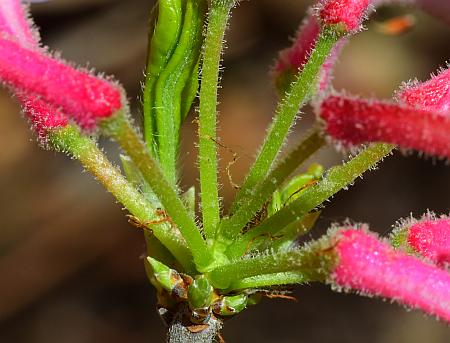 Rhododendron_prinophyllum_inflorescence3.jpg