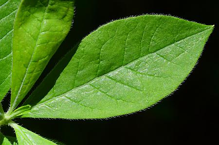 Rhododendron_prinophyllum_leaf1.jpg